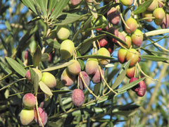 Whole Fruit Fused & Infused Extra Virgin Olive Oil